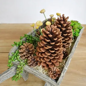 Natural 15cm pine cones in rustic wooden planter for Christmas home decor and DIY