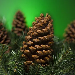 Natural large pine cones nestled in lush green fir branches for rustic Christmas home decor