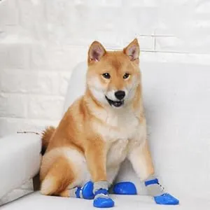 A Shiba Inu dog wearing blue waterproof non-slip protective shoes and socks on a sofa