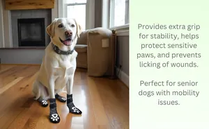 Gelber Labrador trägt atmungsaktive, rutschfeste Stricksocken auf Hartholzboden