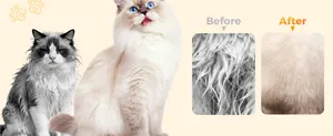Comparación antes y después del aseo de mascotas con pelaje suave de gato