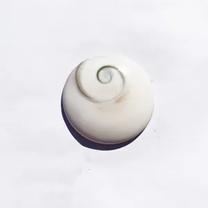 Natural Shiva Eye shell fossil with a polished spiral pattern for DIY jewelry making