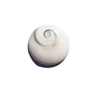 Natural Shiva Eye operculum shell fossil stone for handcrafted DIY jewelry making