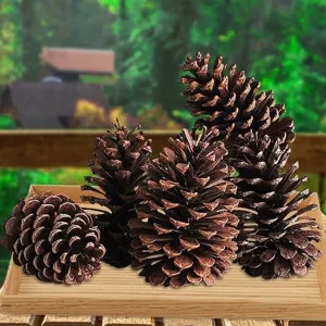 Set of natural large brown pine cones on wooden tray for rustic Christmas DIY home decoration