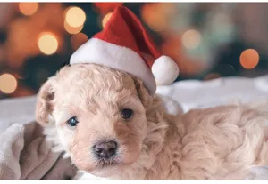 Nahaufnahme eines niedlichen Welpen mit weicher roter Weihnachtsmütze, festliche Haustierdeko.