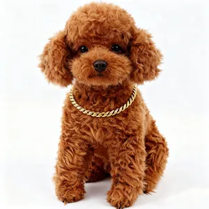 Close-up detail of a thick gold stainless steel Cuban link dog collar on a brown toy poodle.