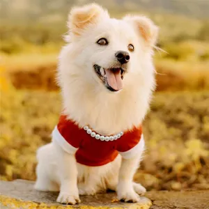 Elegant white pearl necklace shown on a small white dog in a warm outdoor setting