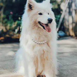 Close-up of elegant white pearl necklace for pet dogs worn by a white Samoyed dog