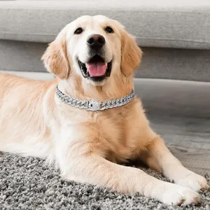 Funkelndes silbernes kubanisches Haustierhalsband an einem Golden Retriever zu Hause.