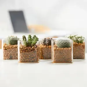 Vierkante succulente potten van borosilicaatglas met diverse cactussen op bureau
