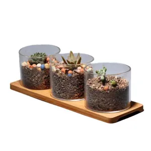 Set van drie glazen vetplantpotten met een decoratieve natuurlijke bamboe onderzetter