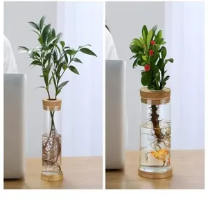Primer plano de botellas de vidrio con plantas y un pez dorado para decoración de oficina.