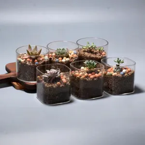 Detailweergave van vetplantpotten van borosilicaatglas met kleurrijke kiezelgrond.