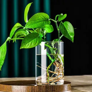 Vase cylindrique en verre borosilicaté pour plantes hydroponiques et micro-paysages