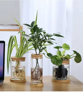 Jarrones de vidrio borosilicato hidropónicos con tapas de corcho y bases de madera