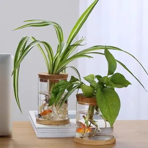 Frasco de vidrio borosilicato para hidroponía con tapa de corcho y base de madera