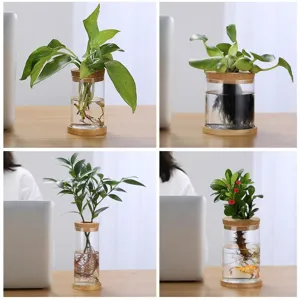 Florero hidropónico de vidrio borosilicato con tapa de corcho y base de madera para mesa