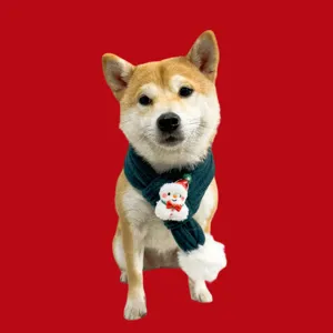 Nahaufnahme eines Shiba Inu Hundes mit einem festlichen dunkelgrünen gestrickten Haustierschal