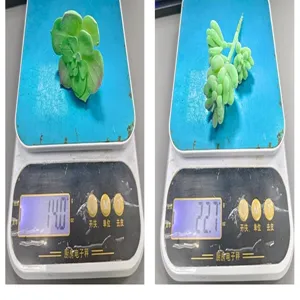 Plantas suculentas artificiales pesadas en una báscula de cocina digital