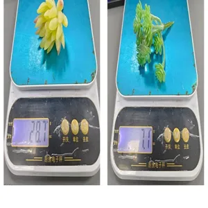 Medición de peso de dos tipos de decoraciones realistas de suculentas artificiales.