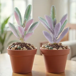 Set de 2 plantas suculentas artificiales en macetas de terracota para decorar casa