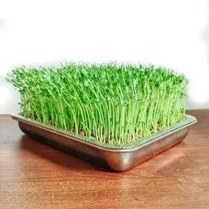 Vassoio rettangolare in acciaio inox per germogli con micro-verdure verdi rigogliose.