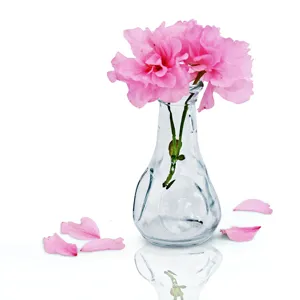Gros plan d'un vase en verre transparent minimaliste avec des œillets roses sur fond blanc