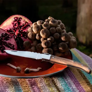 Detailansicht eines Klappmessers mit Holzgriff für Outdoor-Überleben und Kochen.