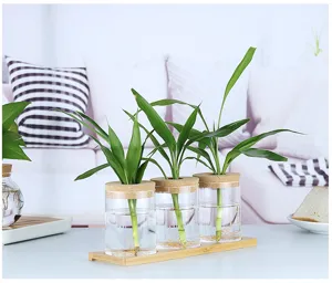 Details de vase hydroponique en verre transparent avec trois cylindres sur plateau bambou.