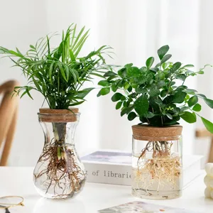 Transparent glass hydroponic vase with cork lid for green plants and modern desktop decor.