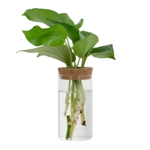 Transparent glass hydroculture vase with cork lid and green plant for modern home decor.