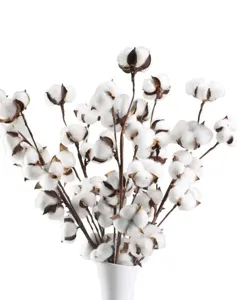 Fleurs de coton séchées naturelles branches décoration rustique pour arrangement floral.