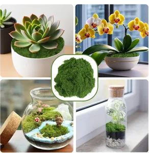 Detailed view of artificial green moss for terrarium landscaping, succulent pot decoration and plant paving.