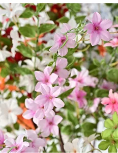 Close-up detail of realistic pink artificial jasmine flowers for wedding and home decoration