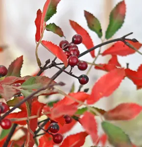 Close-up macro detail of artificial Nandina berries and red leaves for home decoration