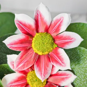 Nahaufnahme künstliche Gänseblümchenblüte in Pink und Weiß mit grünem Zentrum