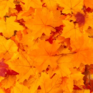 Gedetailleerd overzicht van kunst esdoornbladeren, ideaal voor herfstdecoratie en bruiloften.