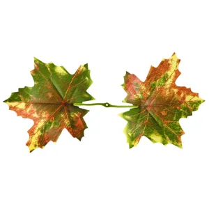 Detail van kunstmatige herfst-esdoornbladeren, dubbel verbonden bladontwerp, realistische decoratie.
