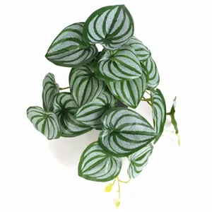 Detailed top view of artificial watermelon peperomia plant with realistic striped leaves