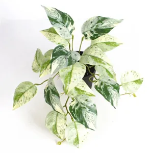 Detailed view of variegated green and white artificial watermelon leaves in a black pot