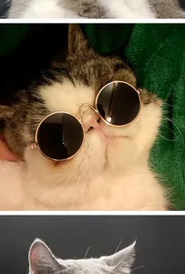 Detail view of a white cat wearing trendy round gold-frame pet sunglasses on green background