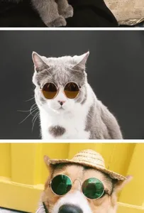 High-fashion detail of cat and dog wearing vintage round metal frame pet sunglasses.