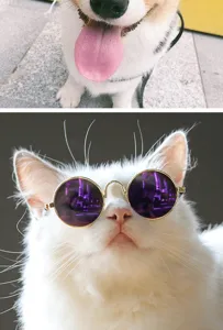 Close-up of a white cat wearing stylish round purple pet sunglasses with gold frames.