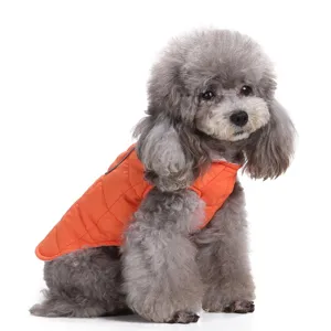 Close-up of a grey poodle wearing a vibrant orange quilted dog winter vest