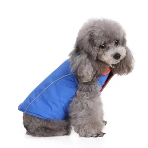 Side view of a poodle wearing a blue reflective winter dog jacket on white background