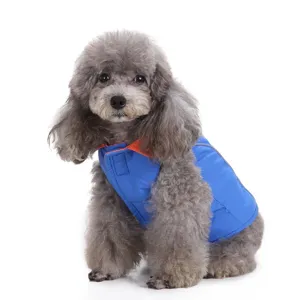 Blue dog winter jacket with orange trim worn by a gray poodle, close-up detailed view