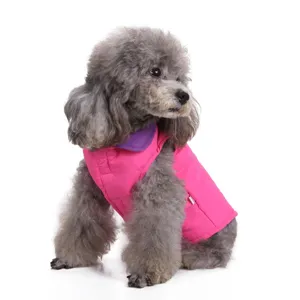 Side view of a grey poodle wearing a bright pink warm winter vest with a purple collar