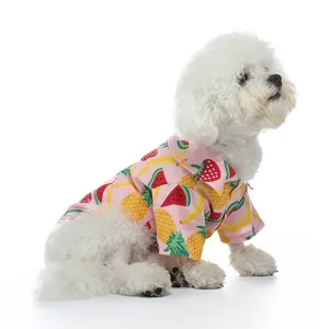 Cute white Bichon dog wearing a pink fruit pattern button-up shirt on white background