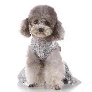 Detailed shot of a cute grey lace pet dress with exquisite mesh pattern for small dogs.