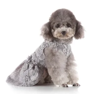Close-up detail of grey lace pet dress on poodle, soft lace fabric texture design.
